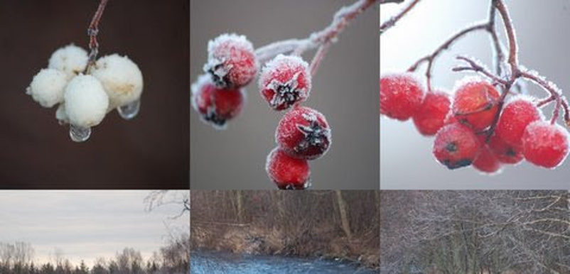 Nio olika vinterbilder, forstnupna rönnbär